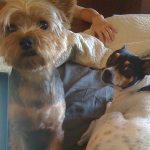 Two of Desiree's pet dogs