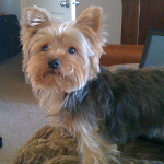 One of Desiree's pet dogs
