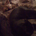 One of Desiree's pet dogs, and a cat