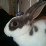 One of Desiree's pet rabbits