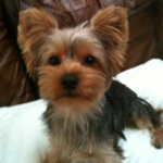 One of Desiree's pet dogs