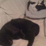 Two of Desiree's pet cats