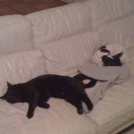 Two of Desiree's pet cats