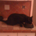 One of Desiree's pet cats, eating on the kitchen counter