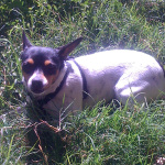 One of Desiree's pet dogs