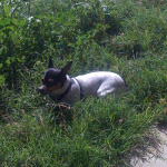 One of Desiree's pet dogs