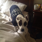 One of Desiree's pet dogs