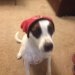One of Desiree's pet dogs