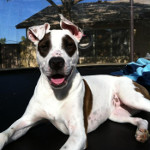 One of Desiree's pet dogs