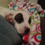 One of Desiree's pet dogs