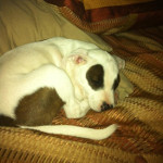 One of Desiree's pet dogs