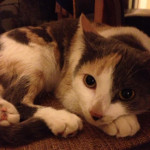 One of Desiree's pet cats