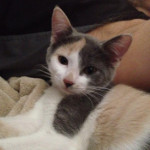 One of Desiree's pet cats