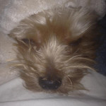 One of Desiree's pet dogs