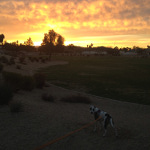 One of Desiree's pet dogs, and an Arizona sunset