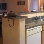 Desiree's home
